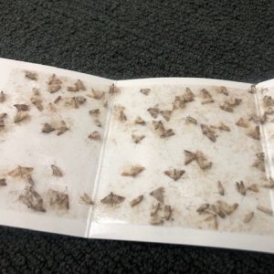 Viper Pantry Moth Trap (6 pack)